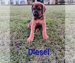 Small #4 Doberman Pinscher