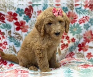 Goldendoodle Puppy for sale in LAKELAND, FL, USA