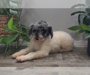Poodle (Standard) Puppy for Sale in COUCH, Missouri USA