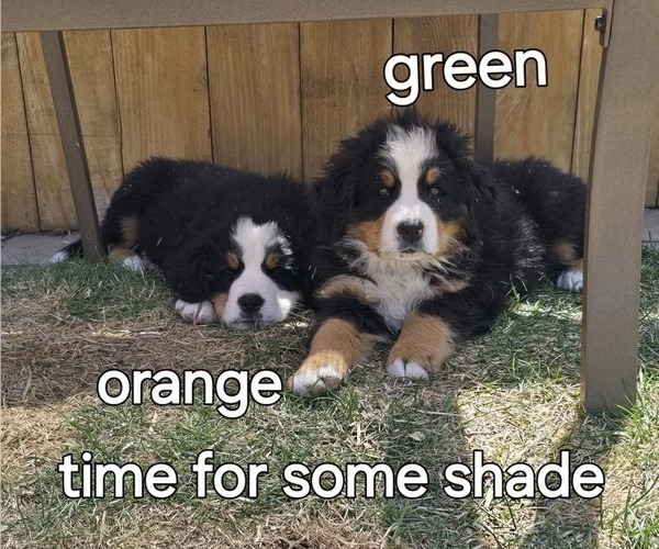 Medium Photo #55 Bernese Mountain Dog Puppy For Sale in SALMON, ID, USA