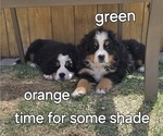 Small #11 Bernese Mountain Dog