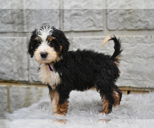Medium Photo #5 Bernedoodle Puppy For Sale in MILLERSBURG, OH, USA