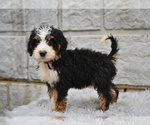 Small #4 Bernedoodle