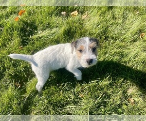 Jack Russell Terrier Puppy for sale in IDAHO FALLS, ID, USA