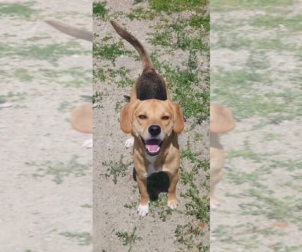 Medium Photo #1 Mutt Puppy For Sale in Evansville, IN, USA