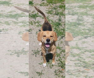 Mutt Dogs for adoption in Evansville, IN, USA