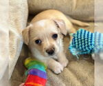 Small Chihuahua Mix