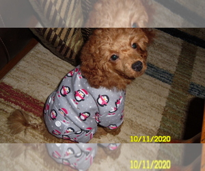 Poodle (Toy) Puppy for sale in DULUTH, GA, USA