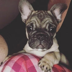 French Bulldog Puppy for sale in Shirley, NY, USA