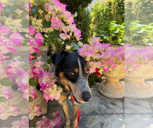 BEAN - Male Mutt Dog for Adoption - Photo #6