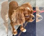Small #2 Cavalier King Charles Spaniel