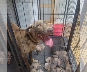 Mother of the Labrador Retriever puppies born on 04/10/2024