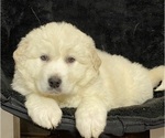 Small #2 Great Pyrenees