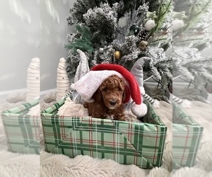 Medium Goldendoodle mix (+ Poodle Miniature)