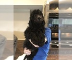 Small Photo #2 Goldendoodle Puppy For Sale in ALGONQUIN, IL, USA