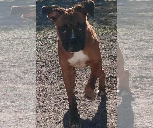 Medium Photo #3 Boxer-Unknown Mix Puppy For Sale in Minneapolis, MN, USA