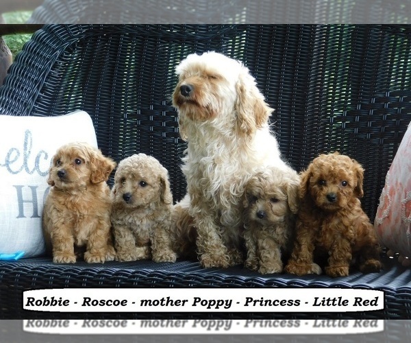 Medium Photo #5 Cock-A-Poo Puppy For Sale in CLARKRANGE, TN, USA