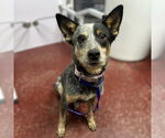 Small #14 Mutt