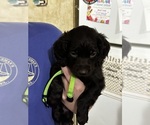 Small #5 Boykin Spaniel