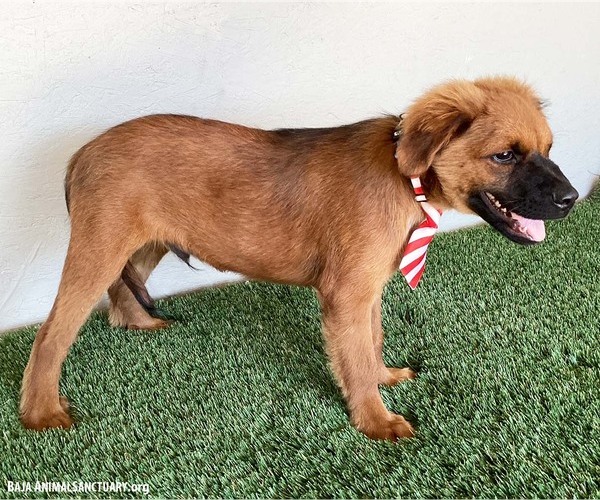 Medium Photo #5 Shepweiller Puppy For Sale in San Diego, CA, USA