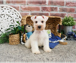 Small #12 Schnauzer (Miniature)