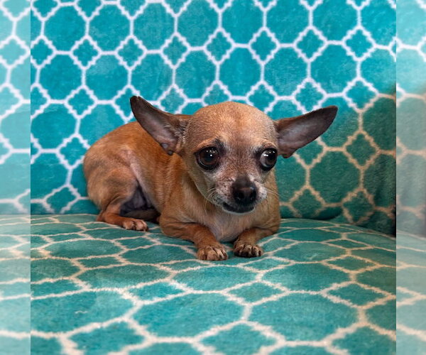 Medium Photo #6 Chihuahua-Unknown Mix Puppy For Sale in Pacolet, SC, USA