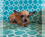 Small #5 Chihuahua Mix