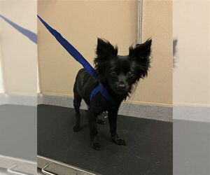 Chihuahua-Unknown Mix Dogs for adoption in Rancho Cucamonga, CA, USA