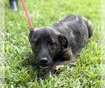 Small #3 Labrador Retriever Mix