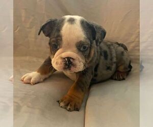 English Bulldog Puppy for sale in JOHNS ISLAND, SC, USA