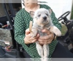 Puppy Tan Australian Cattle Dog