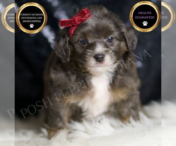 Medium Photo #6 Goldendoodle (Miniature) Puppy For Sale in WARSAW, IN, USA