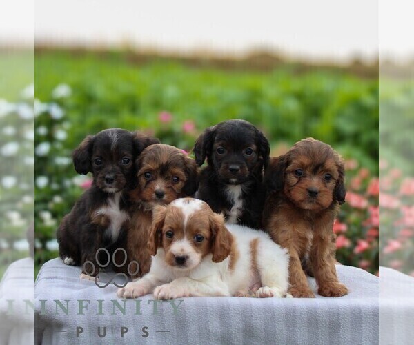 Medium Photo #2 Cavapoo Puppy For Sale in LEOLA, PA, USA