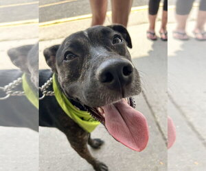ARCHIE - Male Mutt Dog for Adoption - Photo #12