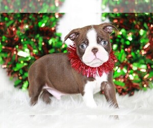 Boston Terrier Puppy for sale in APPLE CREEK, OH, USA