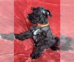 Small #5 Schnauzer (Miniature)