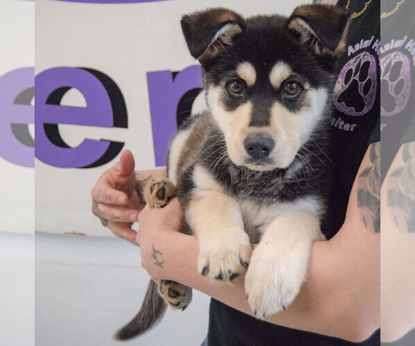 Medium Photo #3 Siberian Husky-Unknown Mix Puppy For Sale in Huntley, IL, USA