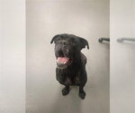 Small Boxer Mix