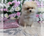 Small #91 Pomeranian