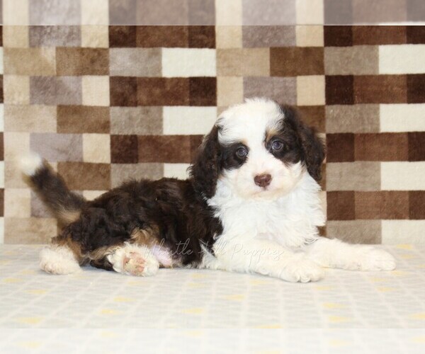Medium Photo #2 Bernedoodle (Miniature) Puppy For Sale in DENVER, PA, USA