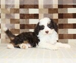 Small #1 Bernedoodle (Miniature)