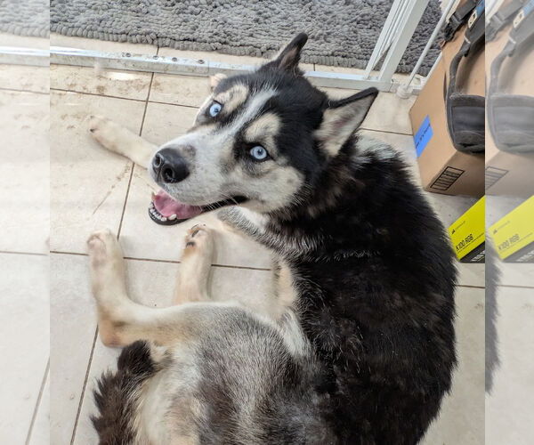 Medium Photo #7 Huskies -Unknown Mix Puppy For Sale in Brooklyn Center, MN, USA