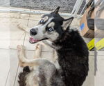 Small #6 Huskies  Mix