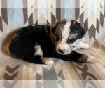 Small #5 Miniature Australian Shepherd