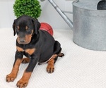 Puppy Chief Doberman Pinscher