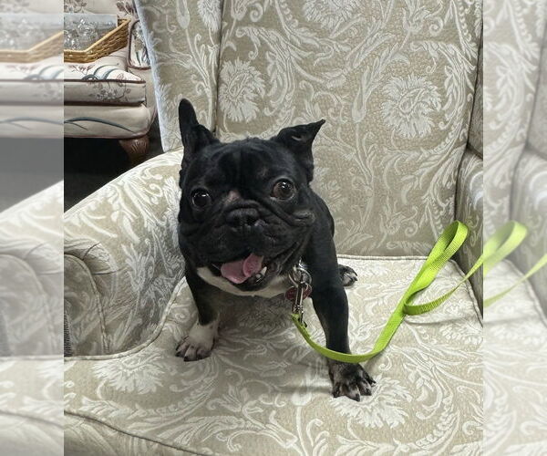 Medium Photo #7 French Bulldog Puppy For Sale in Mundelein, IL, USA