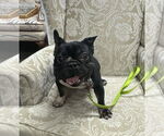 Small #6 French Bulldog
