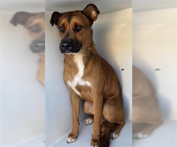 Medium Photo #1 Black Mouth Cur Puppy For Sale in Houston, TX, USA