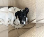 Small #6 Border Collie-Pointer Mix