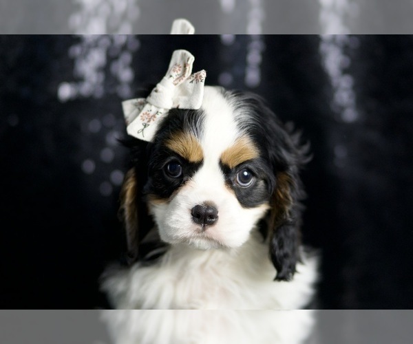 Medium Photo #63 Cavalier King Charles Spaniel Puppy For Sale in WARSAW, IN, USA